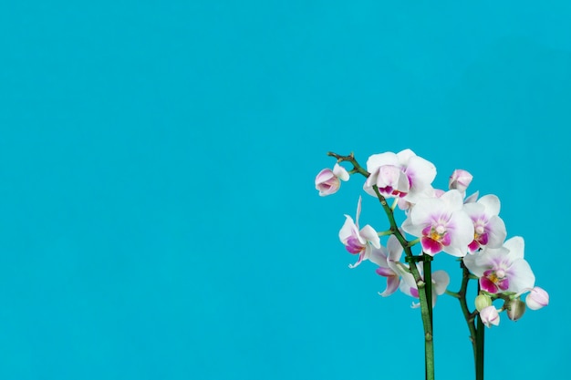 Premium Foto Schone Orchideen Mit Blauem Hintergrund