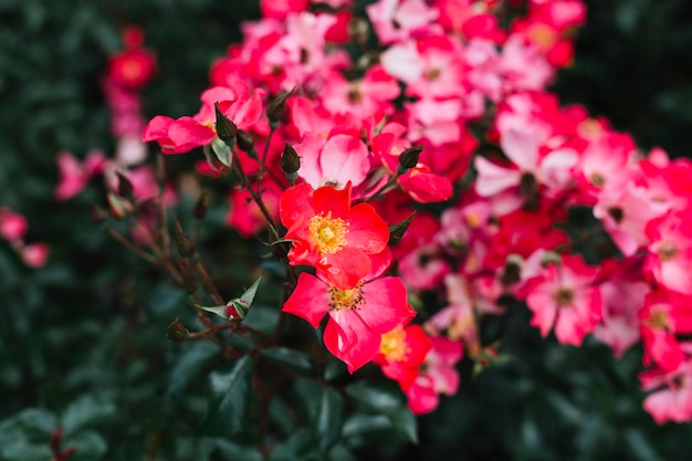 Kostenlos Foto Schone Rosa Kamelien Sasanqua Blumen