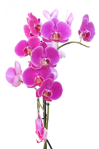 Schöne rosa orchidee Premium Fotos