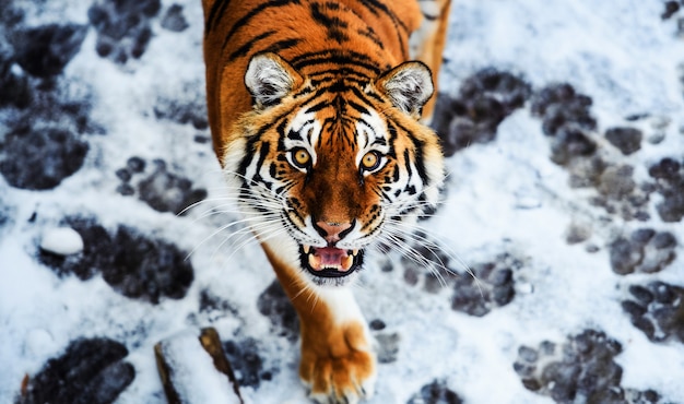 Schoner Amur Tiger Auf Schnee Tiger Im Winter Wildtierszene Mit Gefahrentier Premium Foto