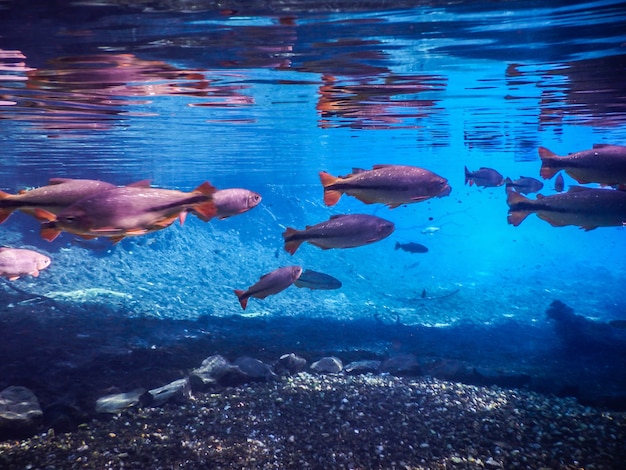 Schoner Fisch Im Wasser Im Fluss Der Stadt Bonito In Brasilien Premium Foto