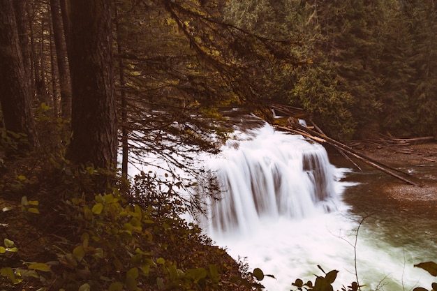 Schoner Fluss Mit Einem Wasserfall Im Wald Kostenlose Foto