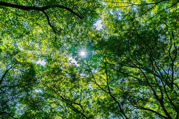 Schoner Gruner Baum Und Blatt Im Wald Mit Sonne Kostenlose Foto