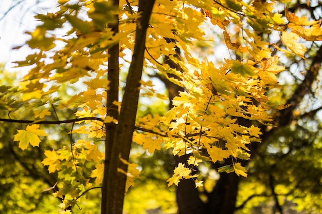 Schoner Herbstpark Herbstbaume Und Blatter Herbstlandschaft Im Herbst Parken Wald Im Herbst Kostenlose Foto