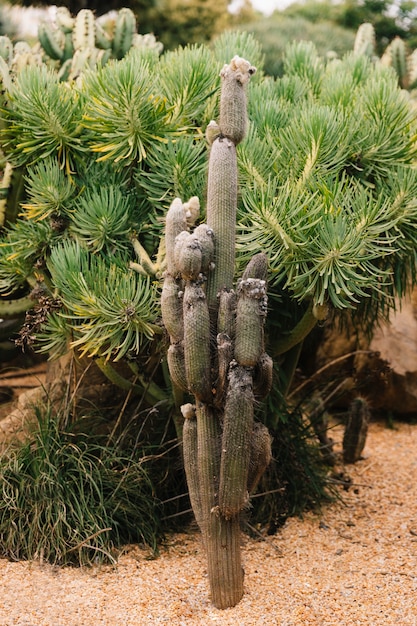 Schöner kaktus im garten Kostenlose Foto