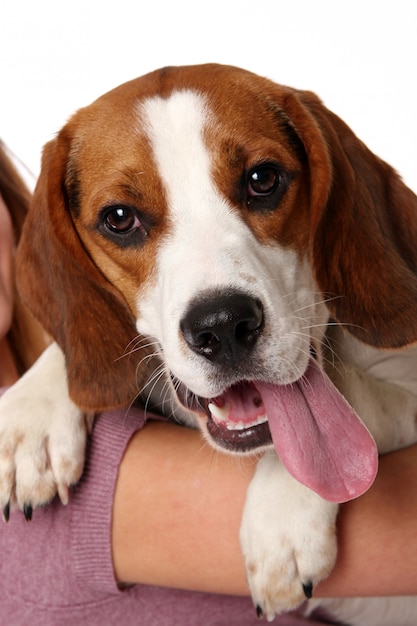 Sch ner lustiger hund  Kostenlose Foto