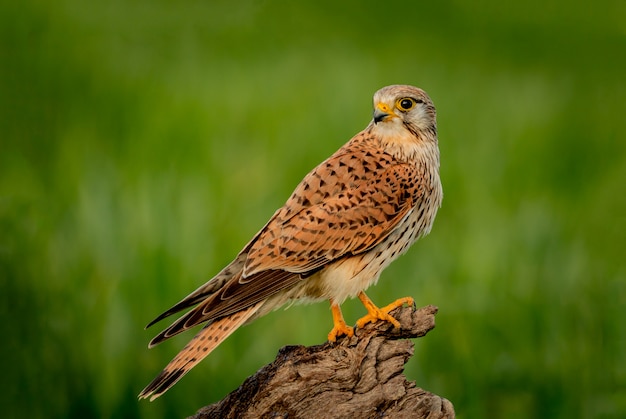 Schöner raubvogel auf einem stamm PremiumFoto