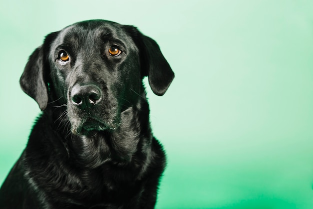 Schöner schwarzer hund Kostenlose Foto