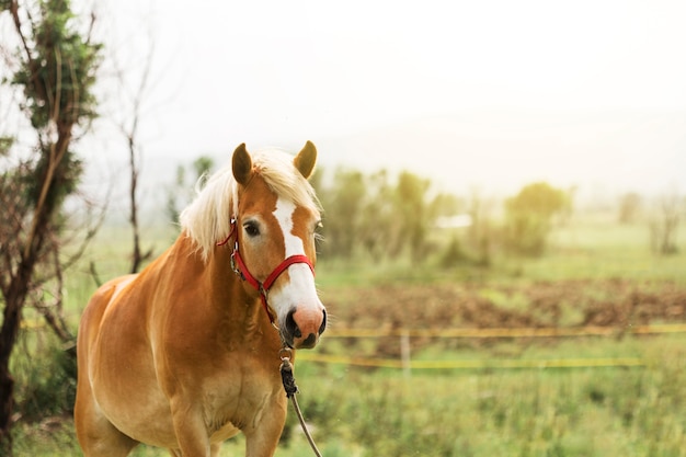 Schones Braunes Pferd Auf Dem Land Kostenlose Foto