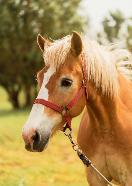 Schones Braunes Pferd Im Freien Kostenlose Foto