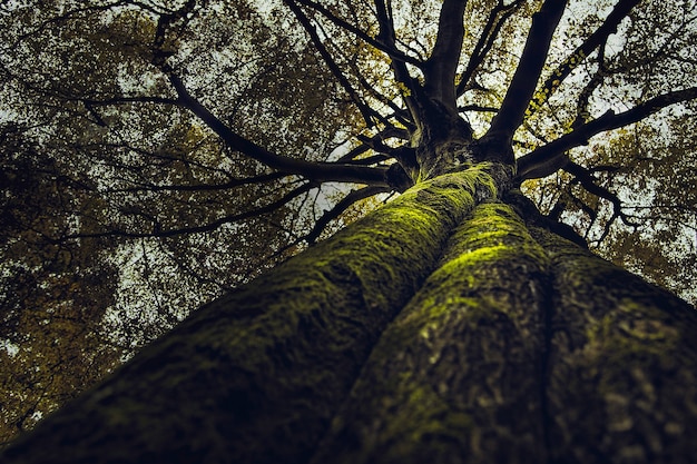 Schones Ergebnis Eines Hohen Dicken Alten Baumes Der In Einem Wald Wachst Kostenlose Foto