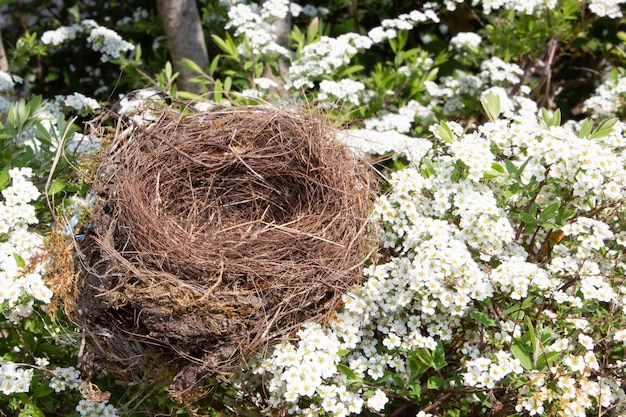 Schones Naturliches Leeres Vogelnest Im Blumenkirschbaum Premium Foto