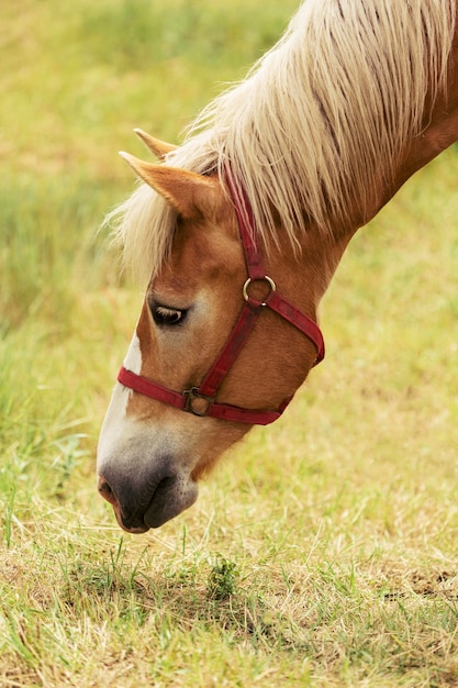 Schones Pferd Das Gras Isst Kostenlose Foto