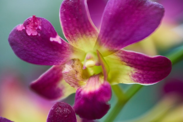 Schöne Orchidee Makro Frühling Schönheit Download der