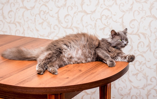 Schwangere Katze Liegt Und Fuhlt Sich Im Zimmer Auf Dem Tisch Wohl Premium Foto