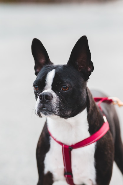 Schwarzweißer kurz beschichteter hund mit rotem halsband Kostenlose Foto