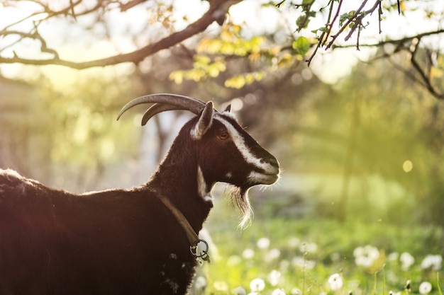 Schwarze Ziegen Die Das Gras Im Freien Essen Schwarze Schone Susse Ziege Auf Der Sonne Premium Foto