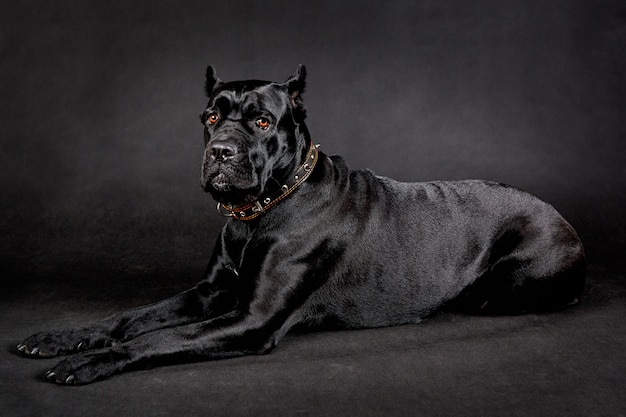 Schwarzer großer hund. PremiumFoto