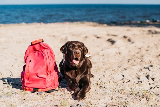 Schwarzer hund, der spaß am strand hat Kostenlose Fotos