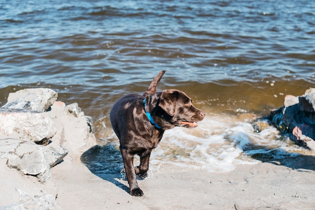 Schwarzer hund, der spaß am strand hat Kostenlose Foto