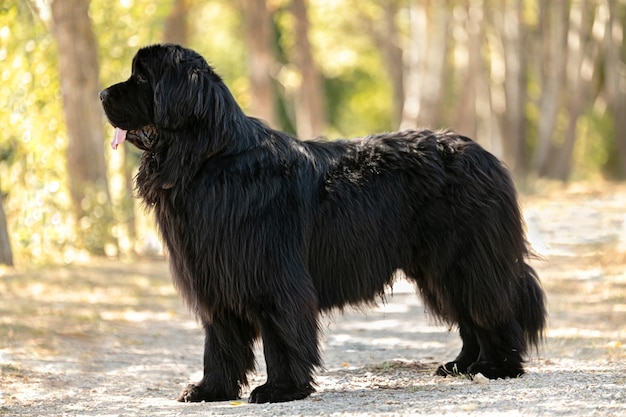 Schwarzer Neufundlander Hund Stehend Premium Foto