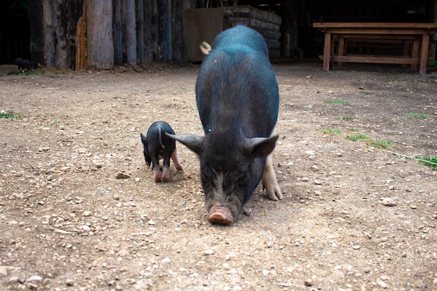 Schwein und ferkel Premium Fotos