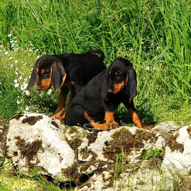 Segugio italiano welpen hund PremiumFoto