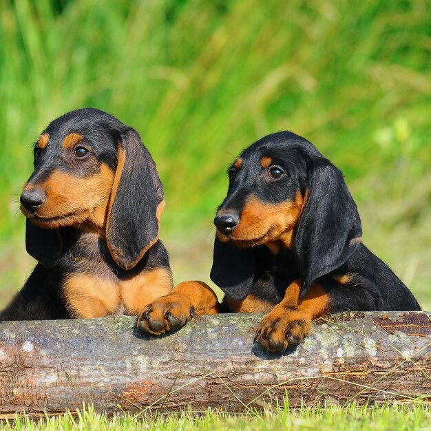 Segugio italiano welpen hund PremiumFoto