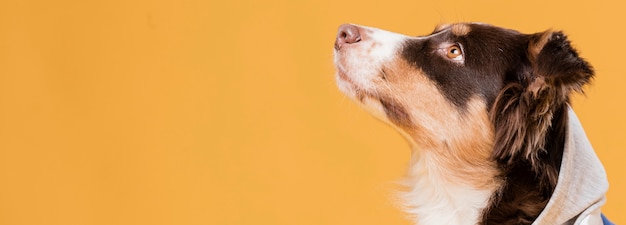 Seitlich süßer hund mit einem kostüm Kostenlose Foto