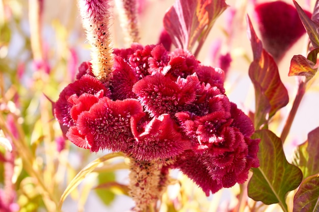 Seltene Exotische Rote Blume In Einem Garten Kostenlose Foto