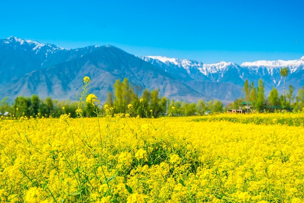 Senf Feld Mit Schonen Schneebedeckten Berge Landschaft Kaschmir Staat Indien Kostenlose Foto