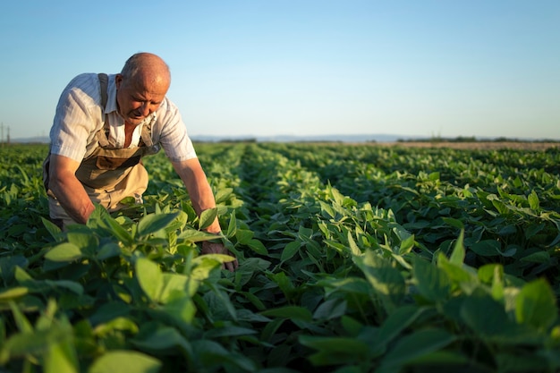 Senior Fleissiger Landwirt Agronom In Sojabohnenfeld Das Ernten Vor Der Ernte Pruft Kostenlose Foto