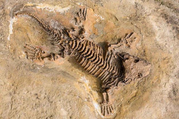 Skeleton fossiliensatz des alten reptils im stein in prag-zoo Premium Fotos