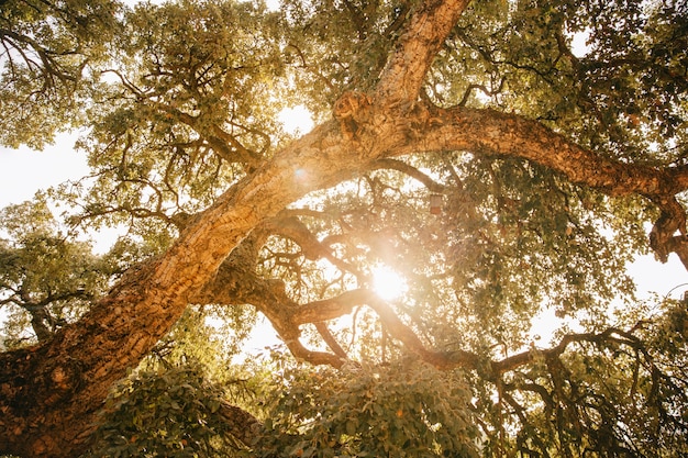 Sonne Scheint Durch Grossen Baum Kostenlose Foto