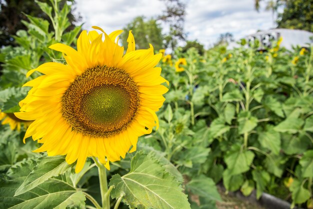 Sonnenblumen im garten. PremiumFoto