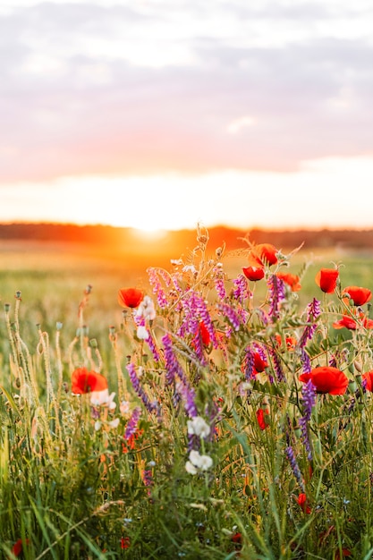 rawpixel bloemen veld zonsondergang kaboompics karolina silvestres flores fields