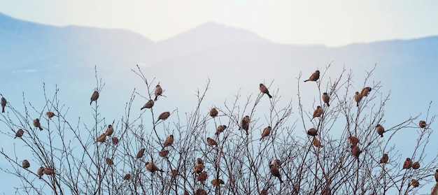 Spatzen Auf Den Zweigen Der Baume Viele Vogel In Den Baumen Vogel Vor Dem Hintergrund Der Berge Premium Foto