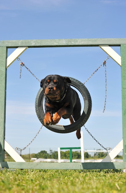 Springender rottweilerhund PremiumFoto