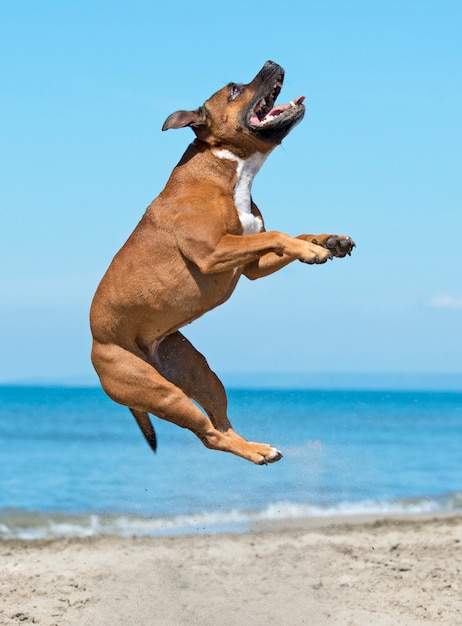 Staffie am strand Premium Fotos