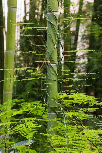  Stamm  von bambus  im dschungel Kostenlose Foto