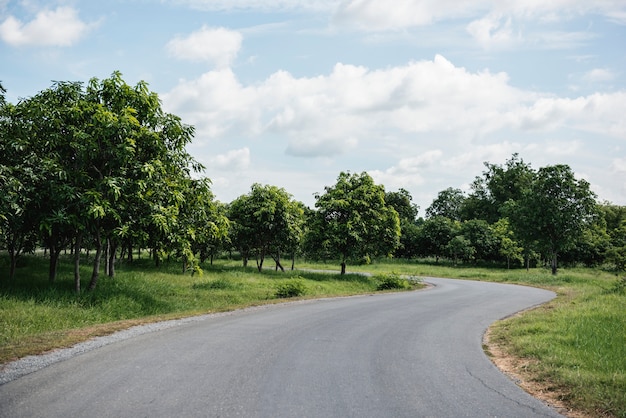 Straße zwischen den bäumen | Download der kostenlosen Fotos