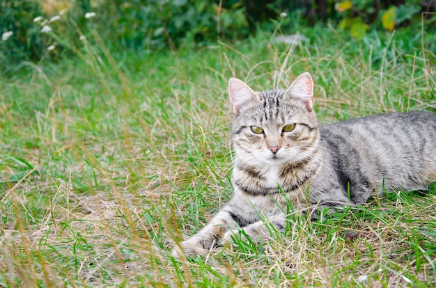 Strassenkatze Im Blumenbeet Graue Flauschige Katze Sitzt Im Grunen Gras Premium Foto