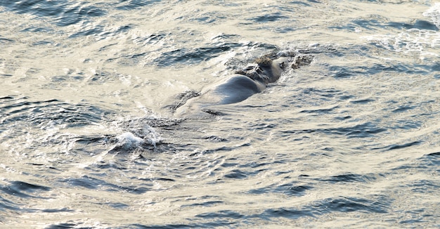 Kostenlos Foto Sudlicher Glattwal Der An Der Meeresoberflache In Hermanus Sudafrika Ruht