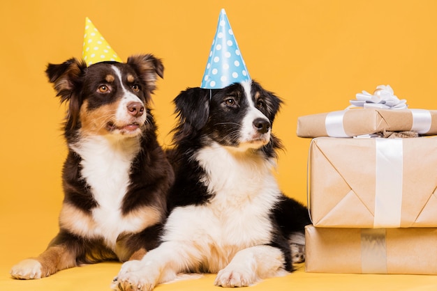 Susse Hunde Mit Huten Kostenlose Foto