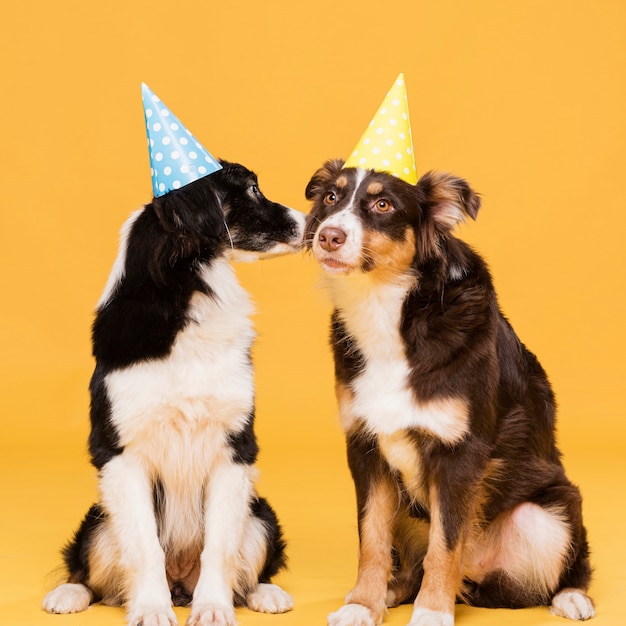 Susse Sitzende Hunde Mit Huten Kostenlose Foto