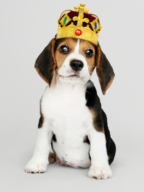Süßer beagle-welpe in klassischer gold- und rot-samtkrone Kostenlose Fotos