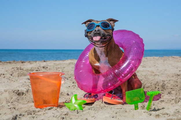 Süßer hund am strand Premium Fotos