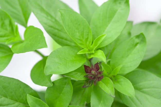 Süßes basilikum-kraut, das in einem organischen garten wächst. thai basilikumblatt (ocimum basilicum) Premium Fotos