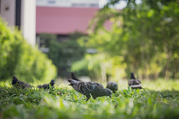 Taube Ein Animal Kostenlose Vektoren Fotos Und Psd Dateien