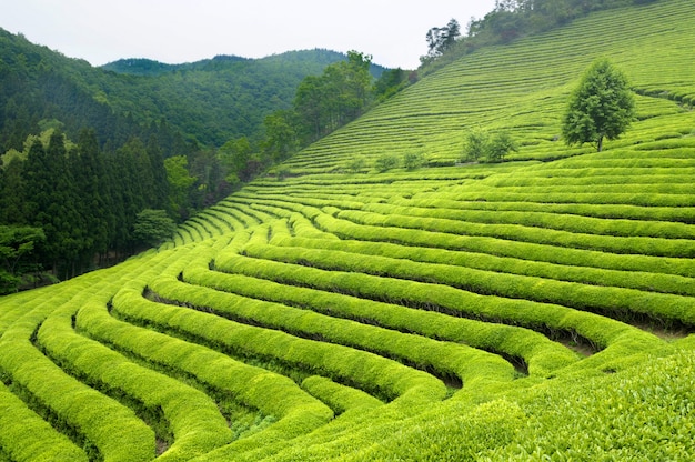 Teeplantage in südkorea (die hellgrünen büsche sind für grünen tee). Kostenlose Fotos